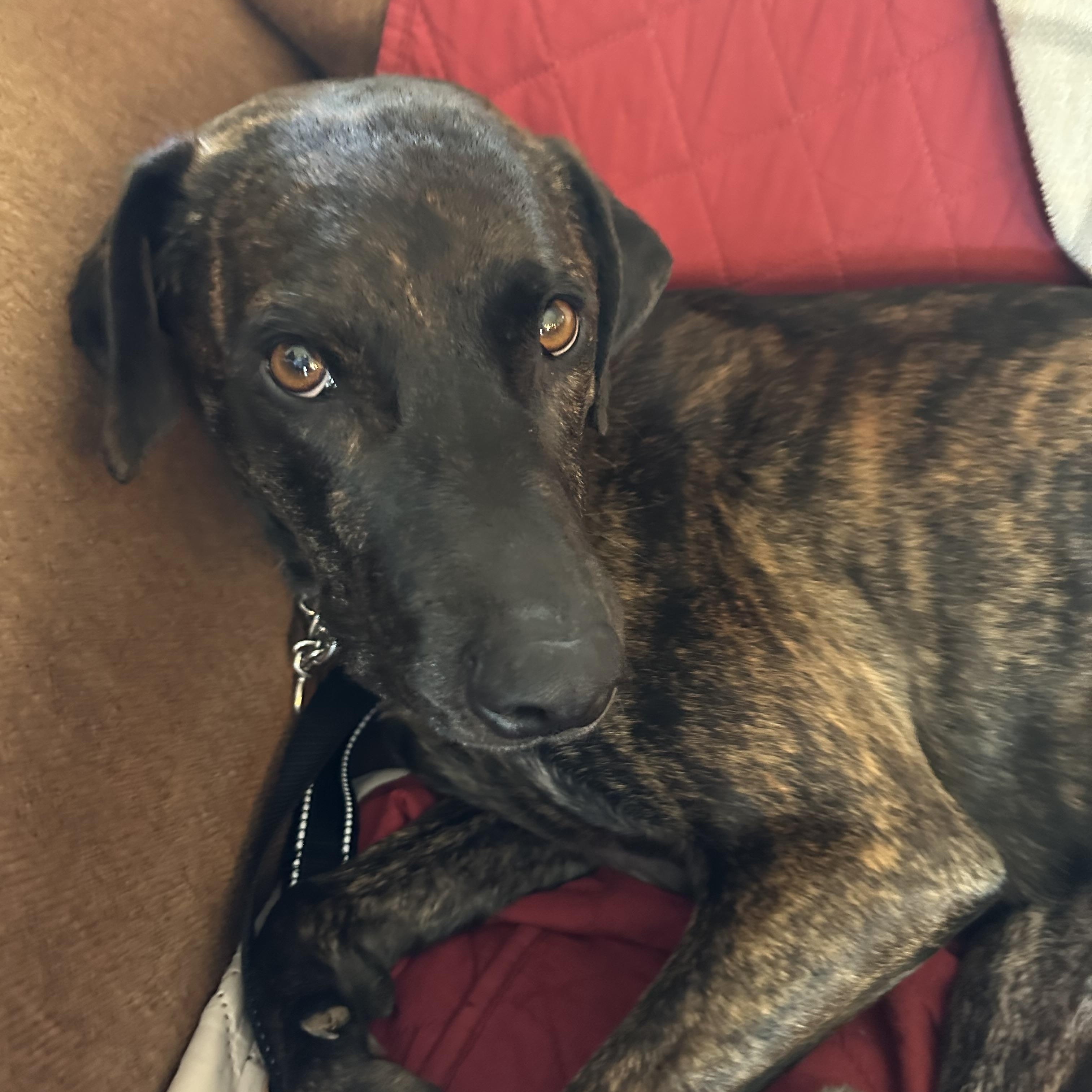 Dolly ***URGENT FOSTER NEEDED***, ADOPTABLE, Adult Female Pit Bull Terrier & Redbone Coonhound.