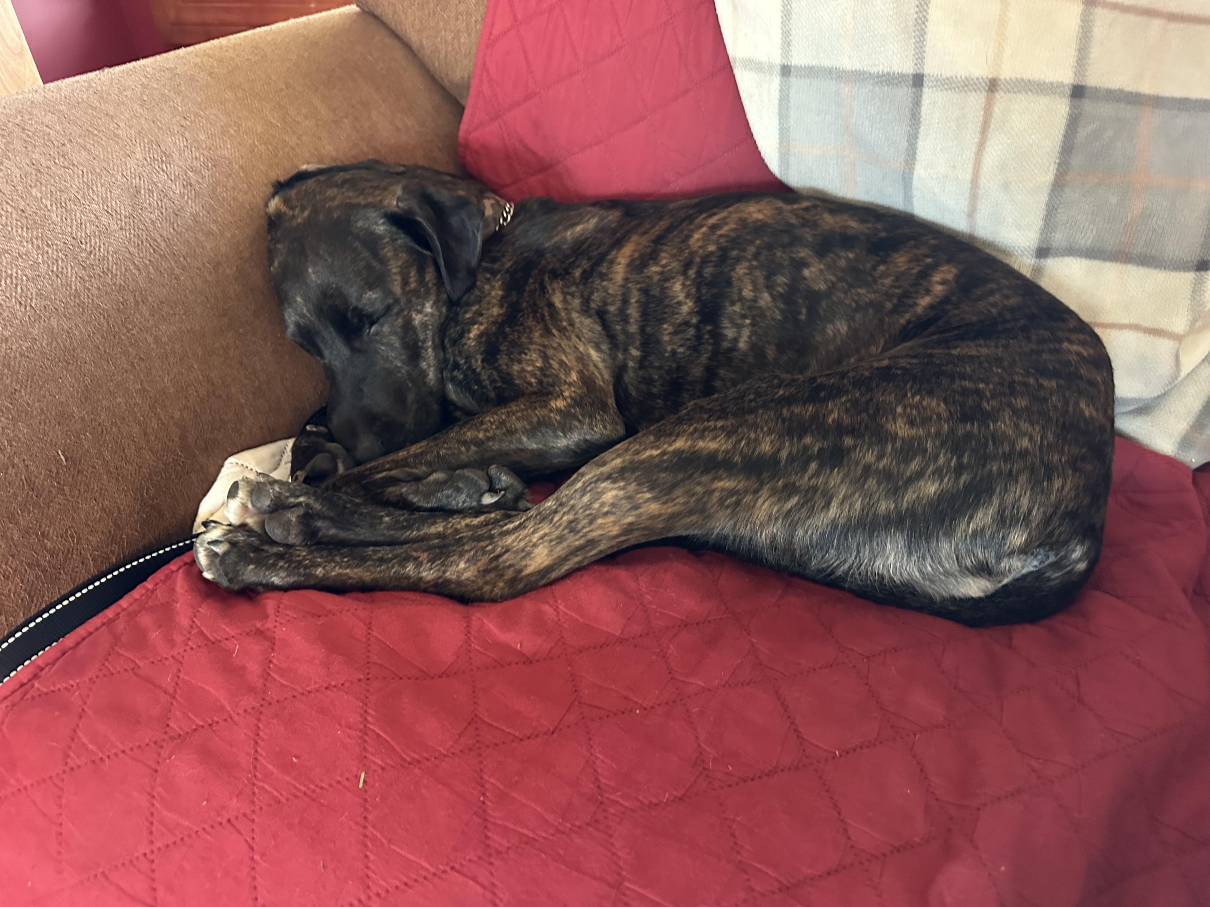 Enlarge Dolly ***URGENT FOSTER NEEDED***, a ADOPTABLE mixed breed in Palatine, IL image 2/4