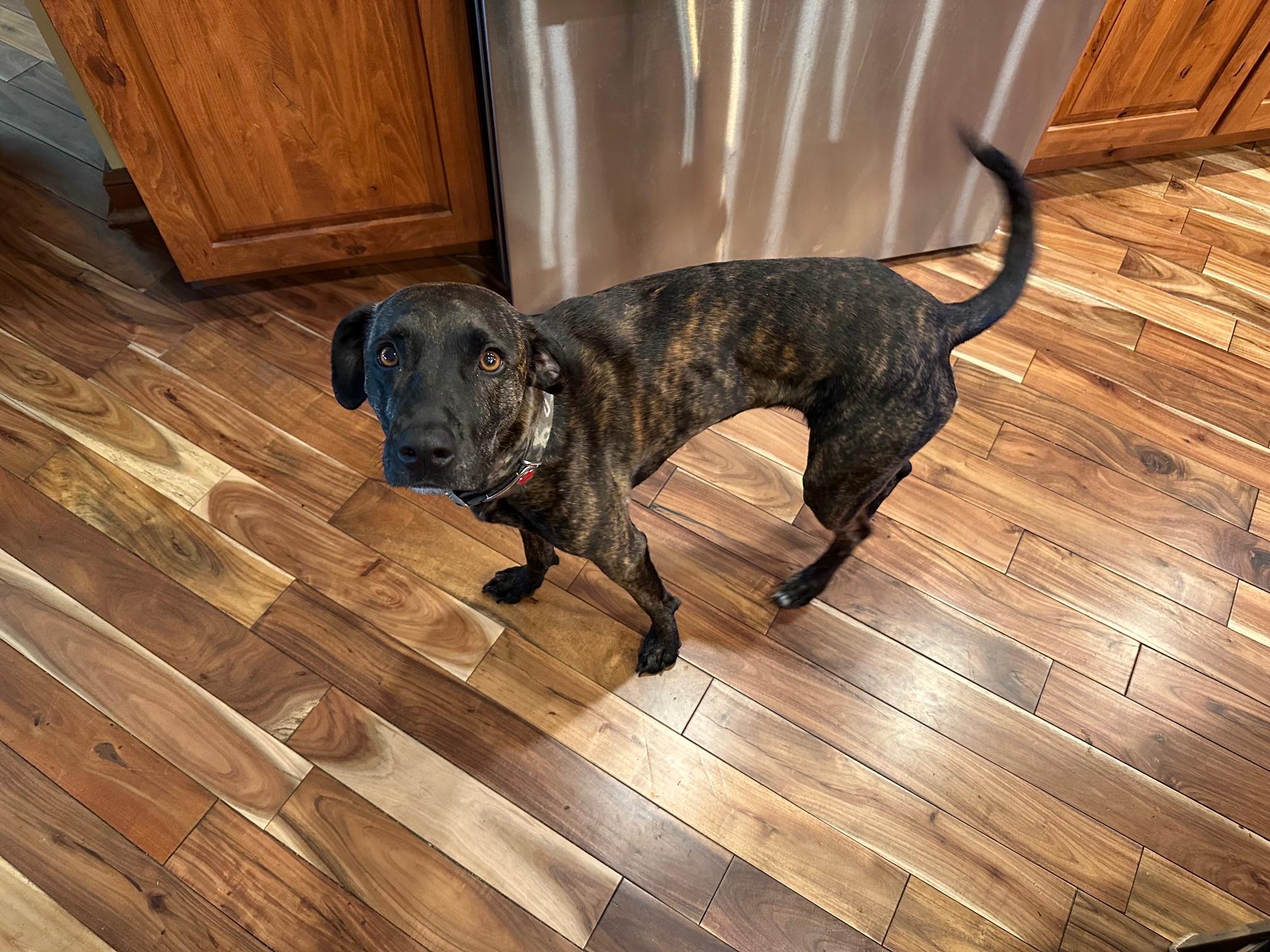 Enlarge Dolly ***URGENT FOSTER NEEDED***, a ADOPTABLE mixed breed in Palatine, IL image 3/4