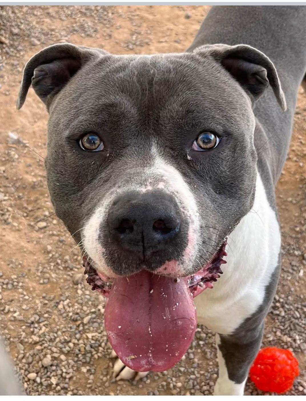 King, Adopted, Young Male Pit Bull Terrier.