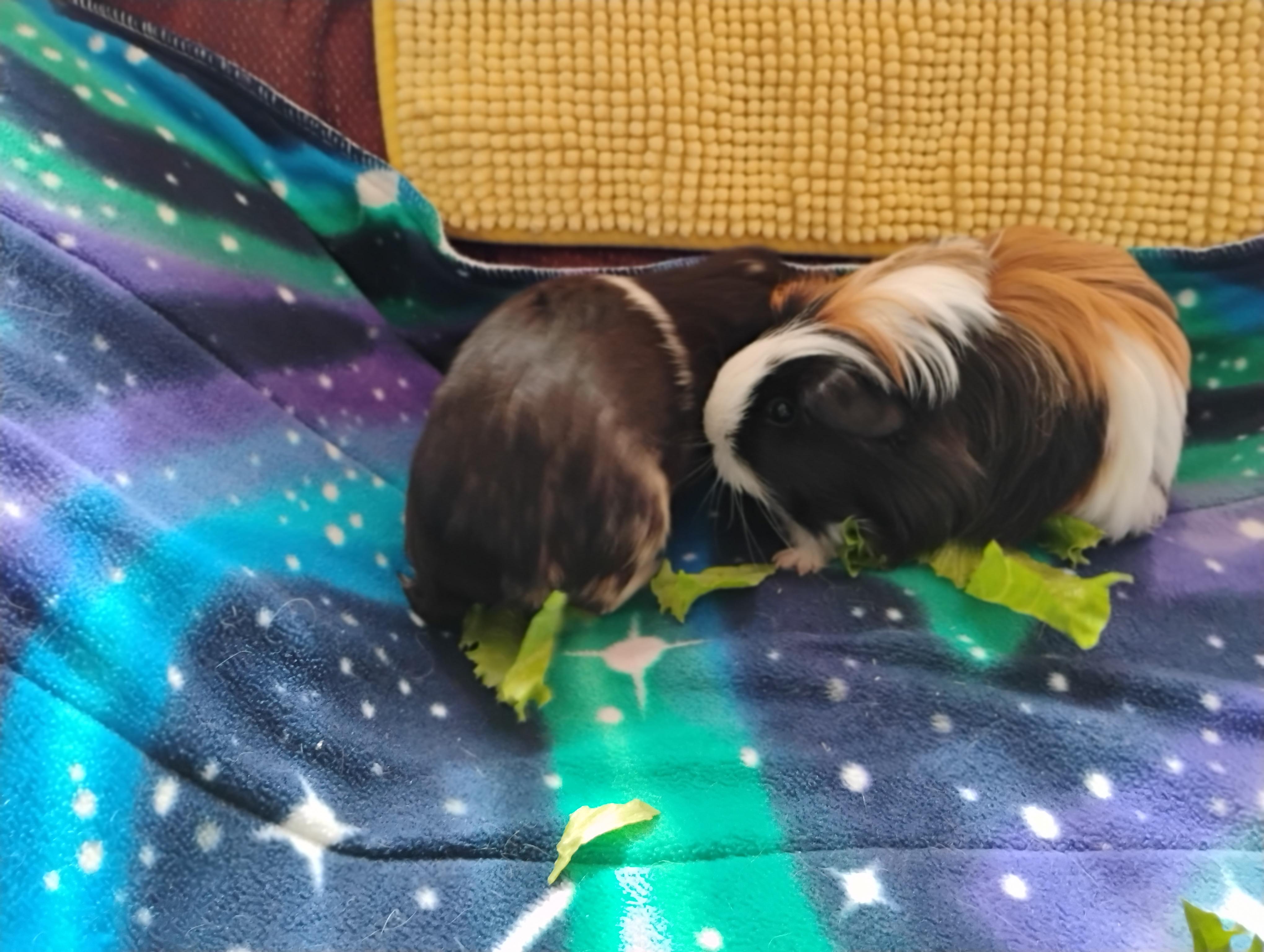 Enlarge Allspice & Cloves, a ADOPTABLE Silkie / Sheltie in San Antonio, TX image 3/3