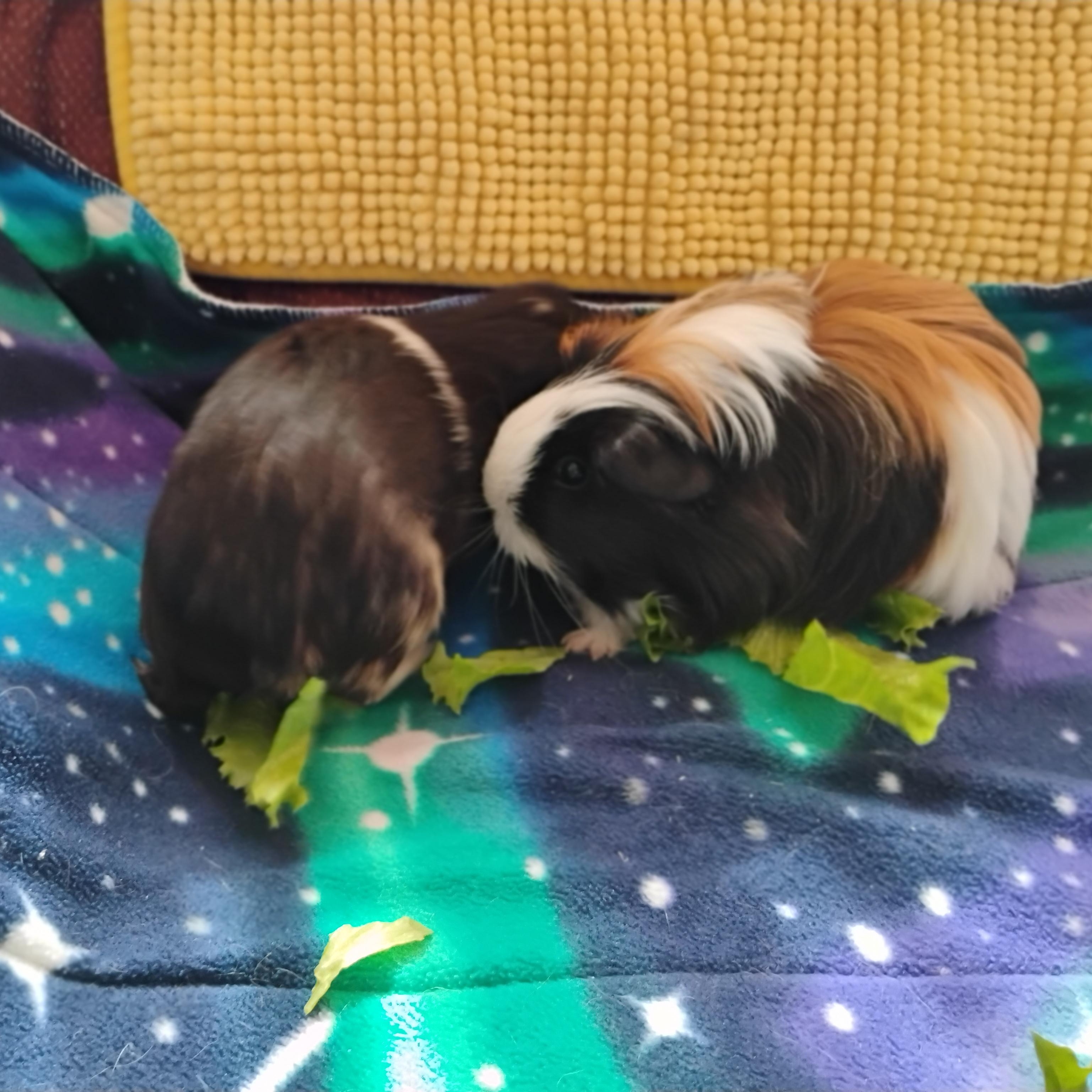 Enlarge Allspice & Cloves, an adopted Silkie / Sheltie in San Antonio, TX image 3/3