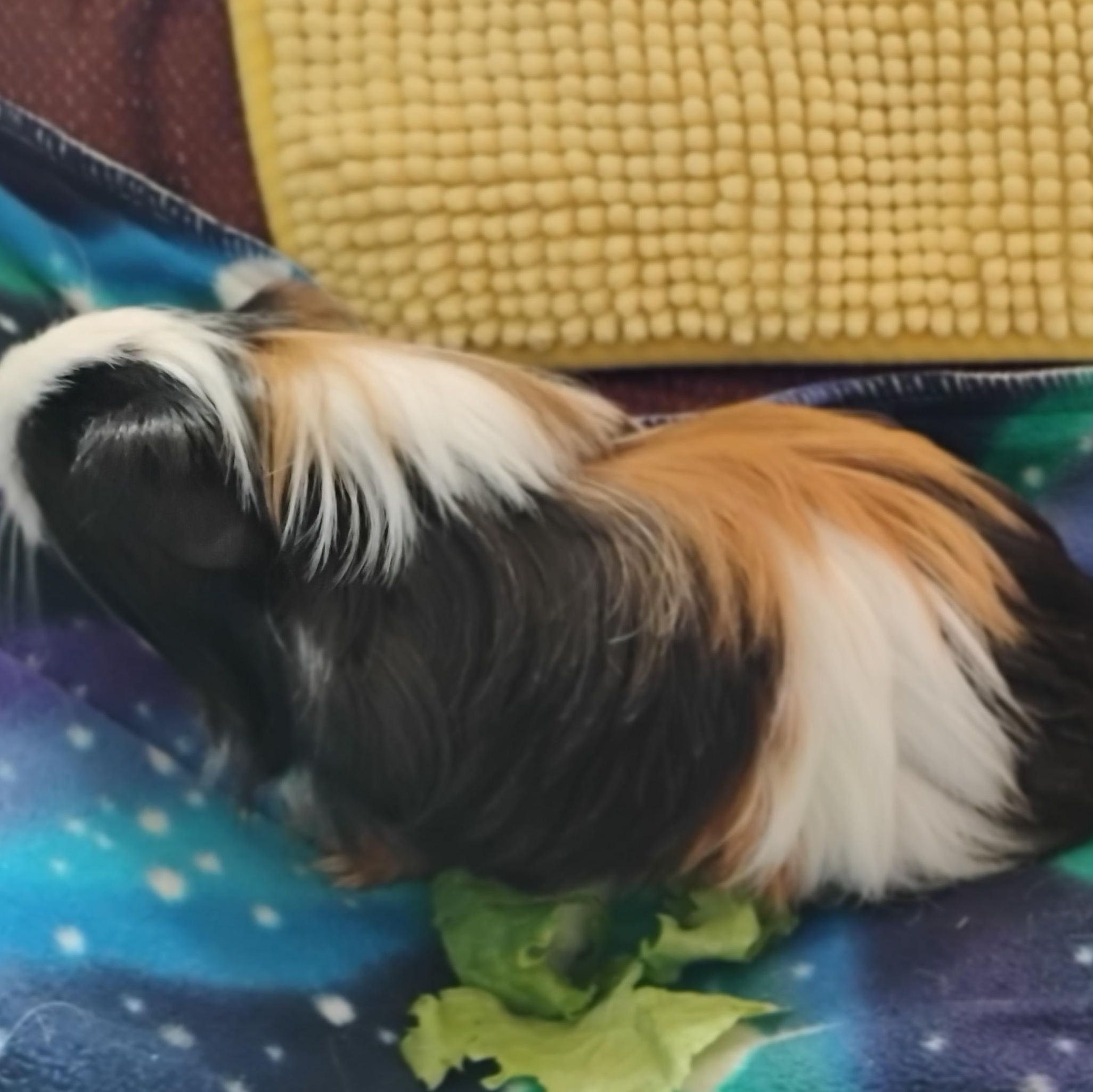 Allspice, adoptable, Young Female Silkie / Sheltie.