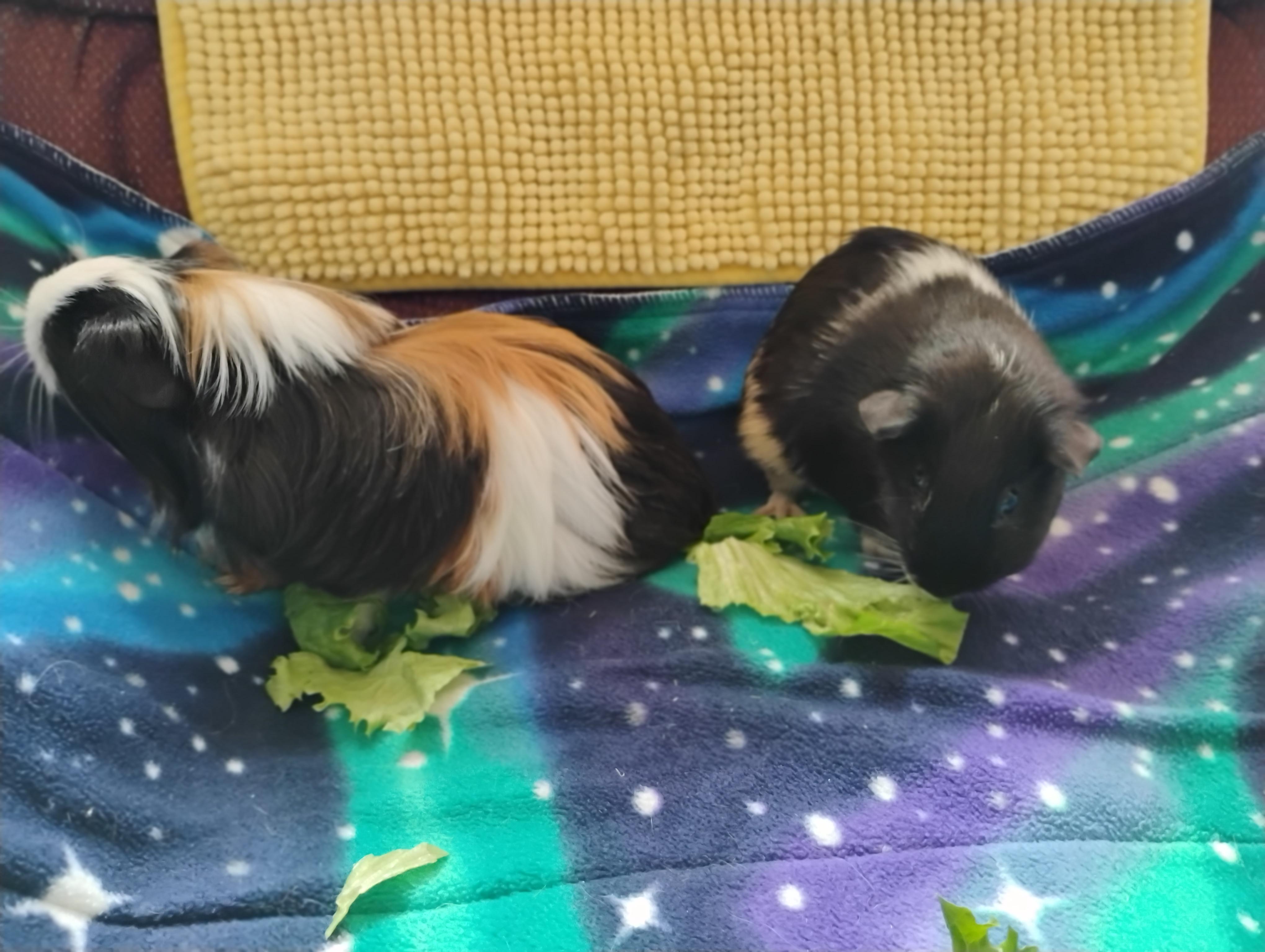 Enlarge Allspice & Cloves, a ADOPTABLE Silkie / Sheltie in San Antonio, TX image 2/3