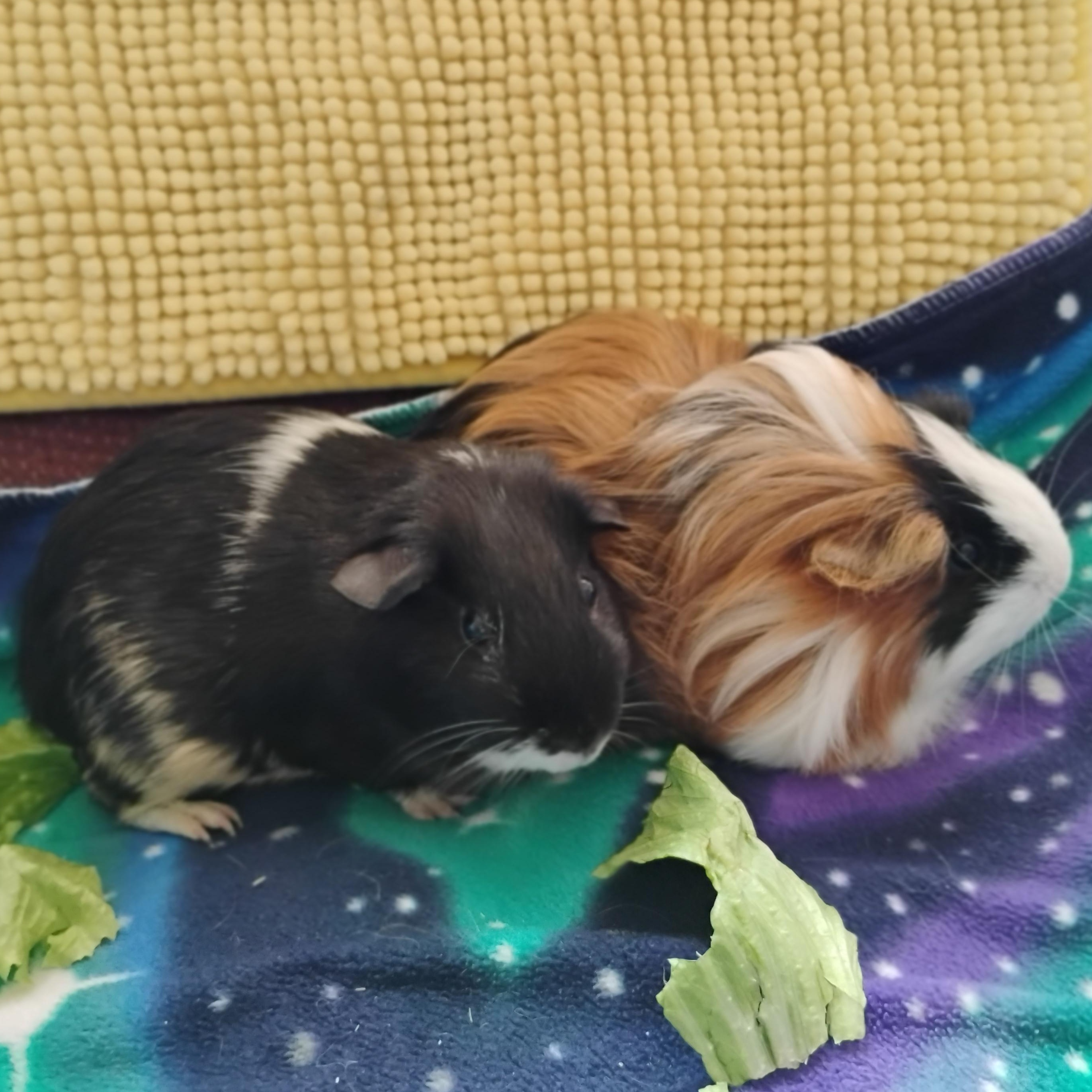 Allspice & Cloves, ADOPTABLE, Young Female Silkie / Sheltie.