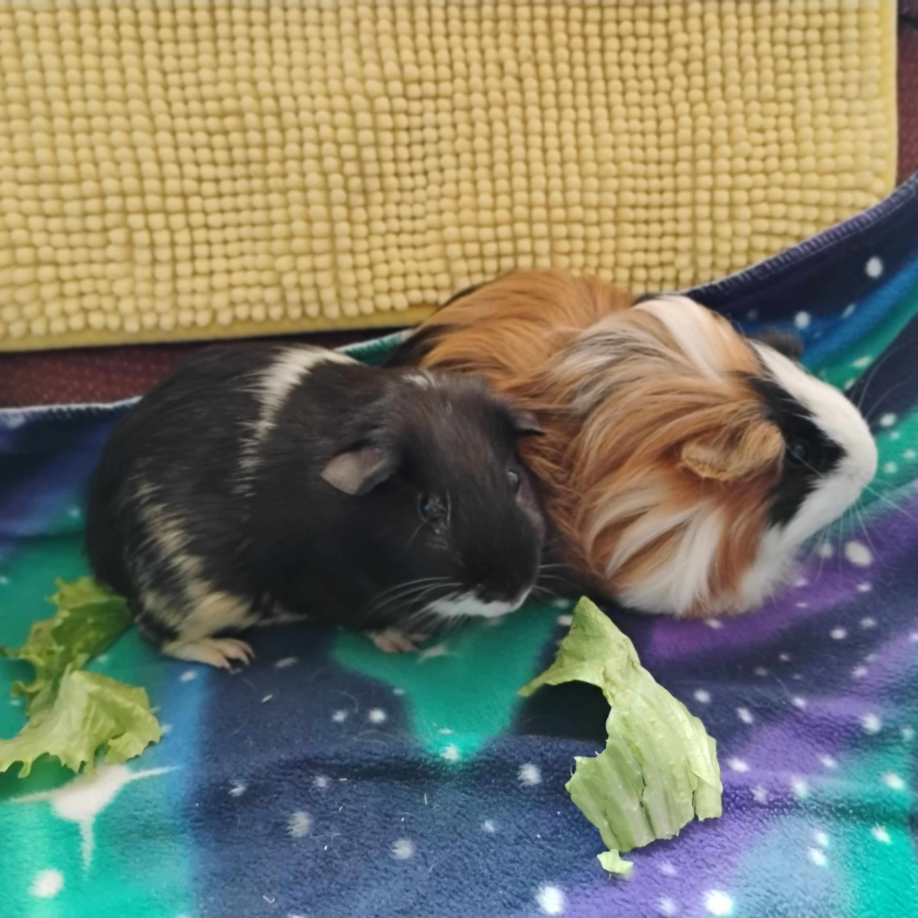 Enlarge Allspice & Cloves, an adopted Silkie / Sheltie in San Antonio, TX image 1/3