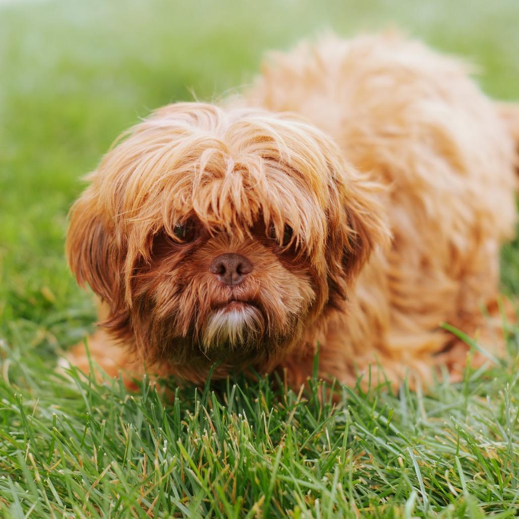 Chok O Lot Jules, Adoptable, Adult Female Shih Tzu.