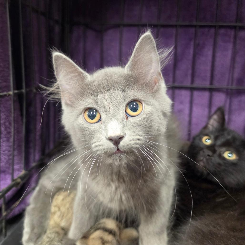 Toby, Adoptable, Young Male Domestic Medium Hair.