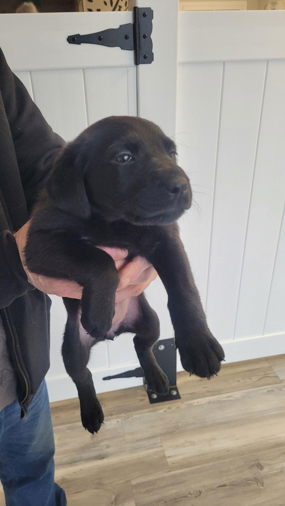 Snickerdoodle, Adoptable, Puppy Female Labrador Retriever.