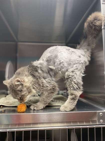 Enlarge Darrell, a Adoptable mixed breed in Fergus Falls, MN image 1/3