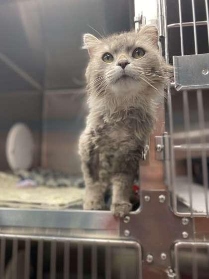 Enlarge Darrell, a Adoptable mixed breed in Fergus Falls, MN image 3/3