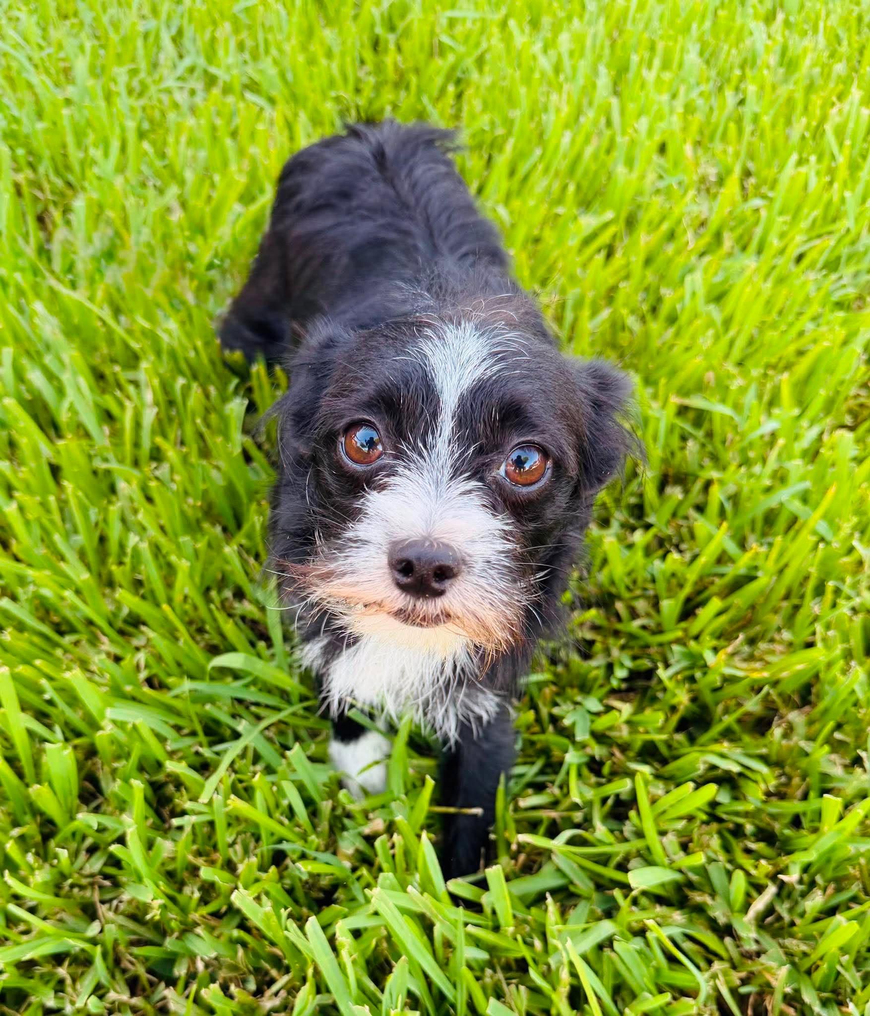Oreo, adopted, Young Female Pomeranian.