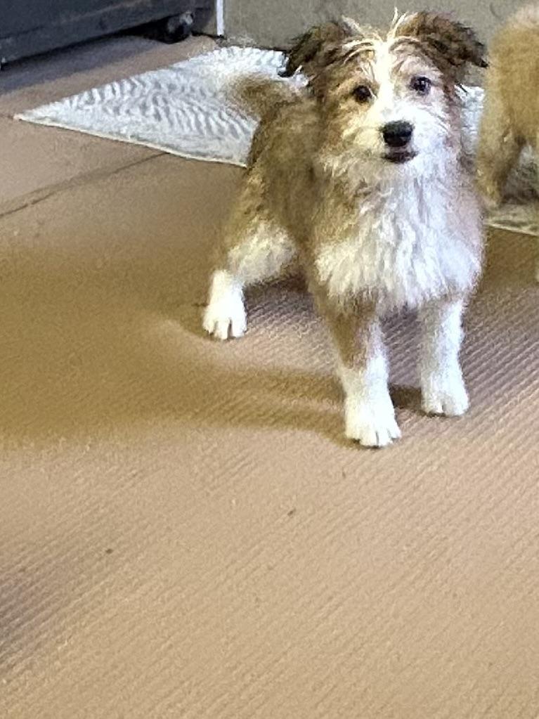 Enlarge LEIA  (ohiosdrescue@gmail.com), an adopted mixed breed in Rossford, OH image 2/5