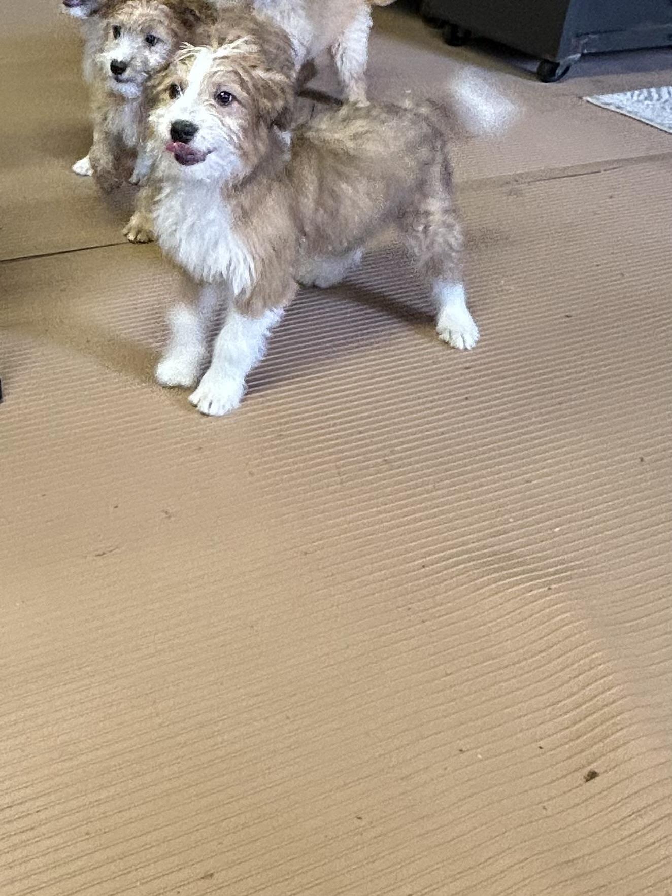 Enlarge LEIA  (ohiosdrescue@gmail.com), an adopted mixed breed in Rossford, OH image 3/5