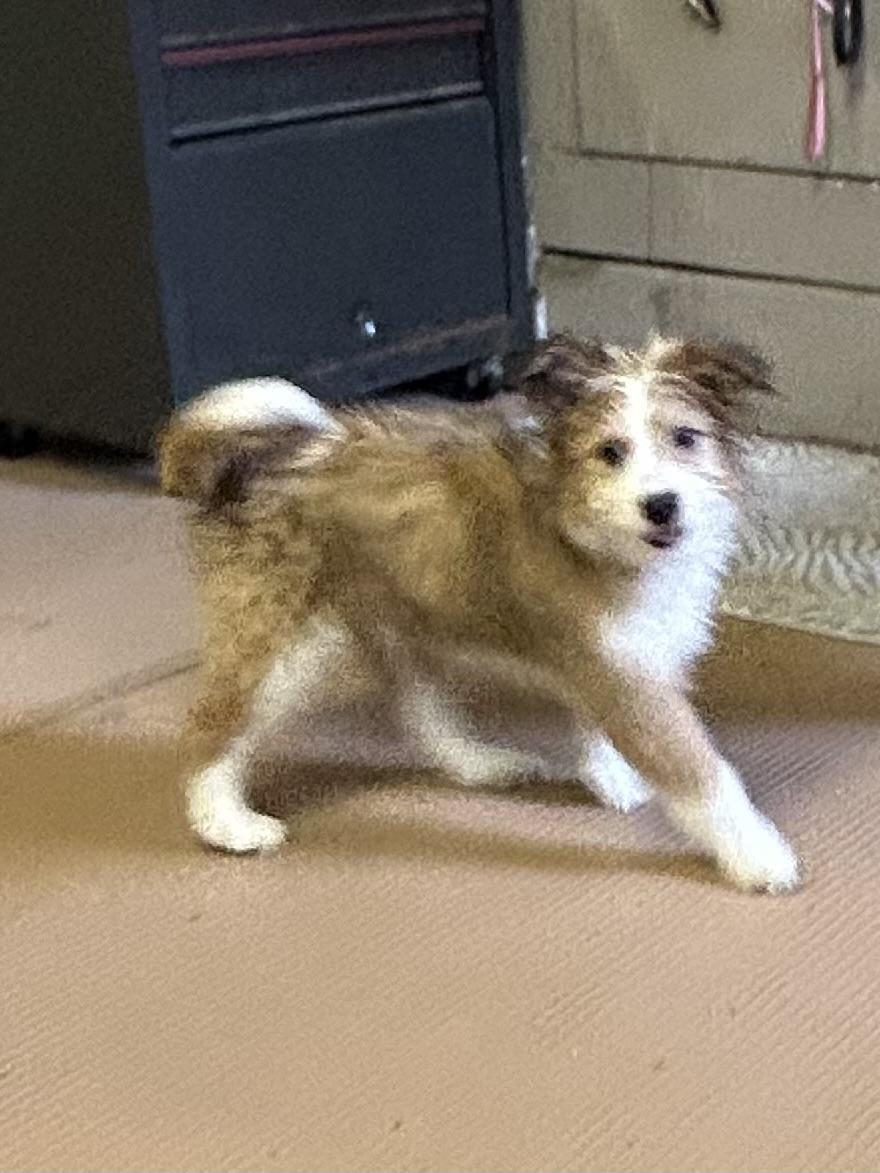 Enlarge LEIA  (ohiosdrescue@gmail.com), an adopted mixed breed in Rossford, OH image 4/5