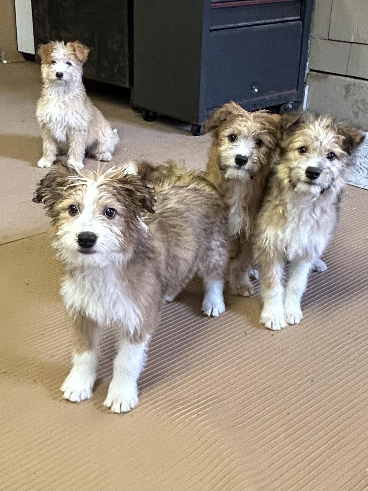 Enlarge LEIA  (ohiosdrescue@gmail.com), an adopted mixed breed in Rossford, OH image 5/5