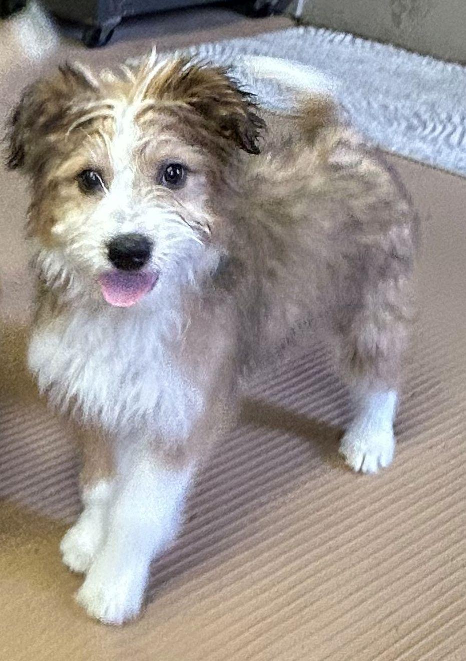 Enlarge LEIA  (ohiosdrescue@gmail.com), an adopted mixed breed in Rossford, OH image 1/5