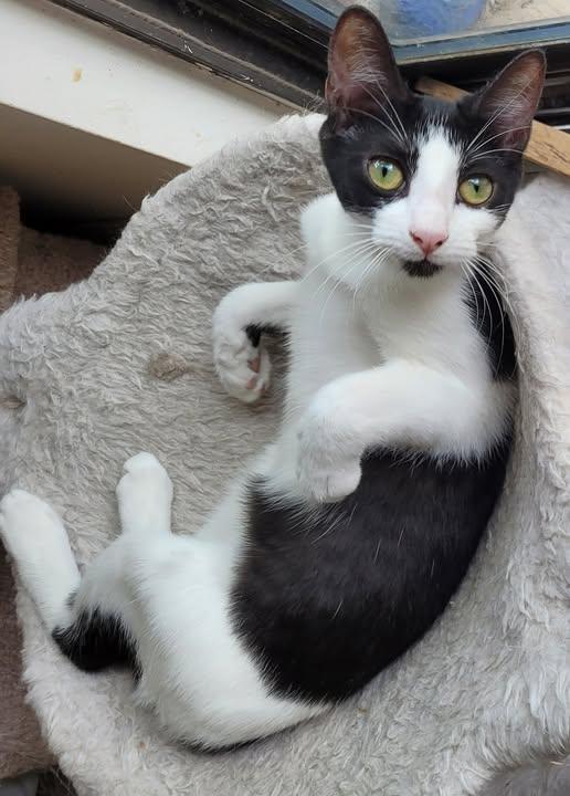 Poppet, a Adoptable Domestic Short Hair in Austin, TX image 3/4