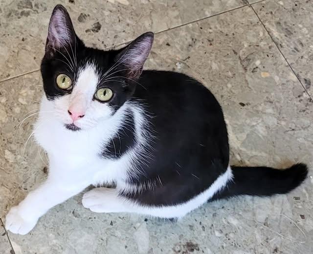 Poppet, a Adoptable Domestic Short Hair in Austin, TX image 4/4