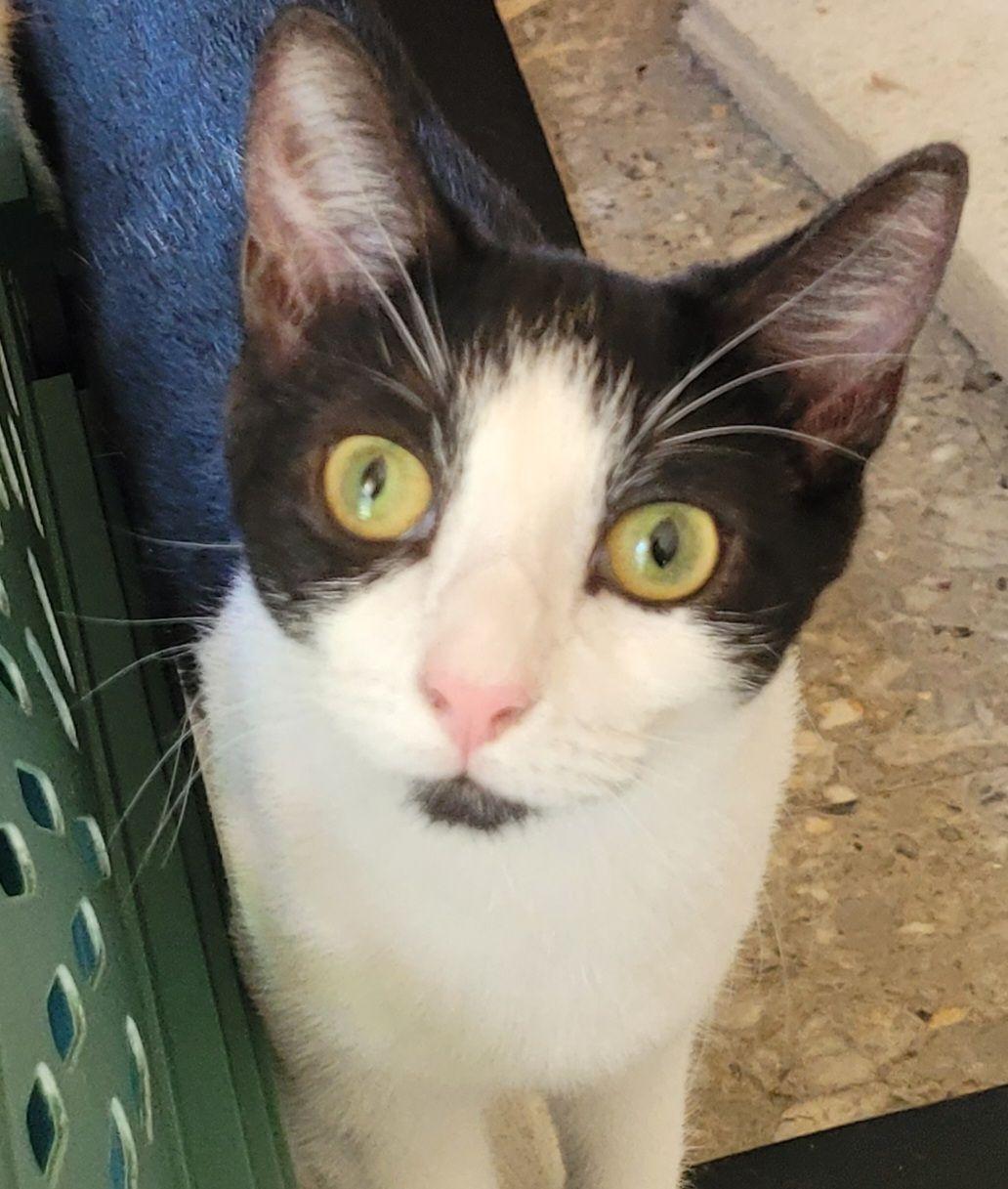 Poppet, a Adoptable Domestic Short Hair in Austin, TX image 2/4