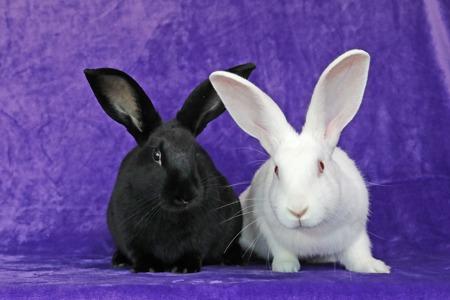 Enlarge Daniel, a Adoptable Bunny Rabbit in Scotts Valley, CA image 1/3