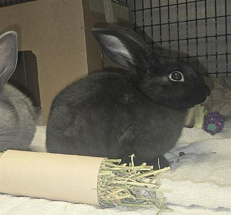 Enlarge Daniel, a Adoptable Bunny Rabbit in Scotts Valley, CA image 2/3