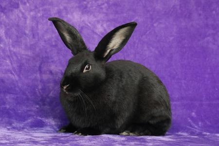 Enlarge Daniel, a Adoptable Bunny Rabbit in Scotts Valley, CA image 3/3
