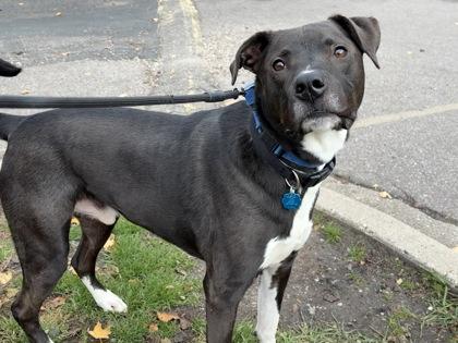 Tonic, Adoptable, Adult Male Great Pyrenees & Pit Bull Terrier.