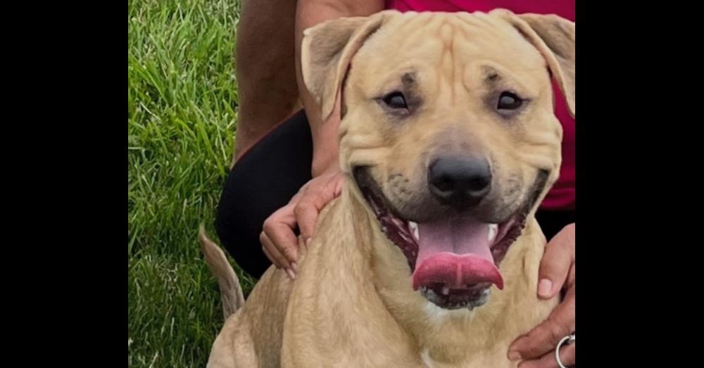 Cane, Adoptable, Adult Male Labrador Retriever & Pit Bull Terrier.