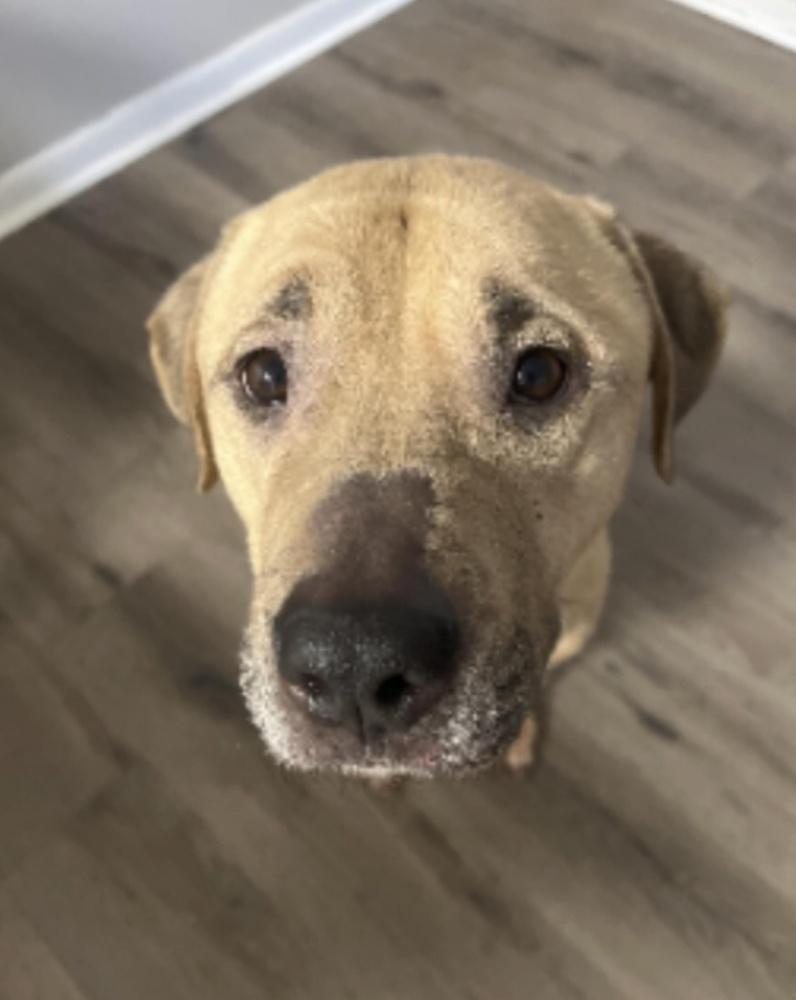 Enlarge Cane, a Adoptable mixed breed in Naperville, IL image 2/5