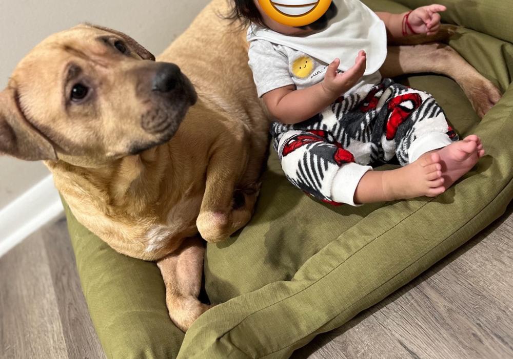 Enlarge Cane, a Adoptable mixed breed in Naperville, IL image 3/5