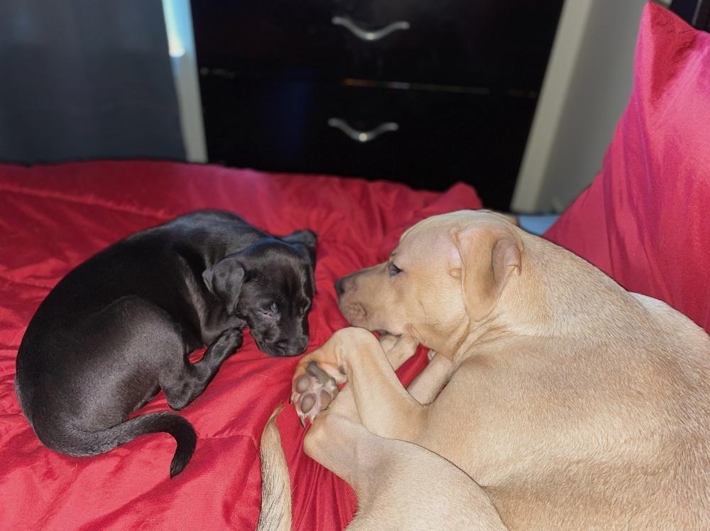 Enlarge Cane, a Adoptable mixed breed in Naperville, IL image 4/5