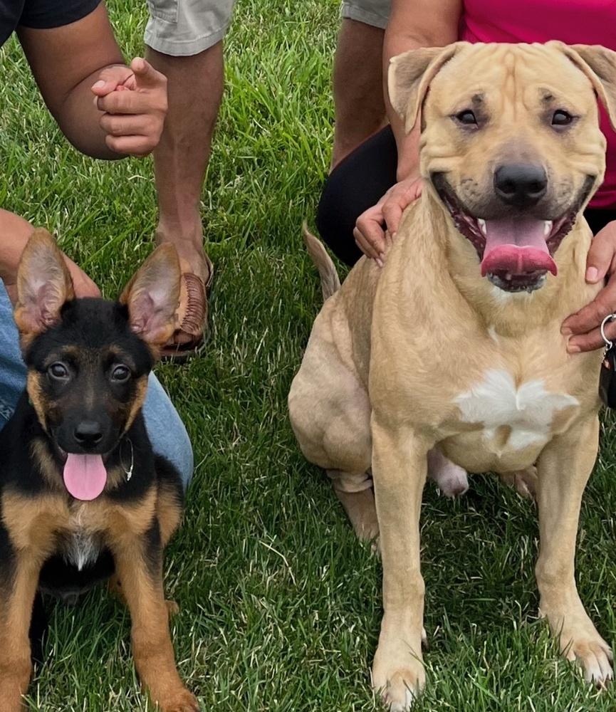 Enlarge Cane, a Adoptable mixed breed in Naperville, IL image 5/5