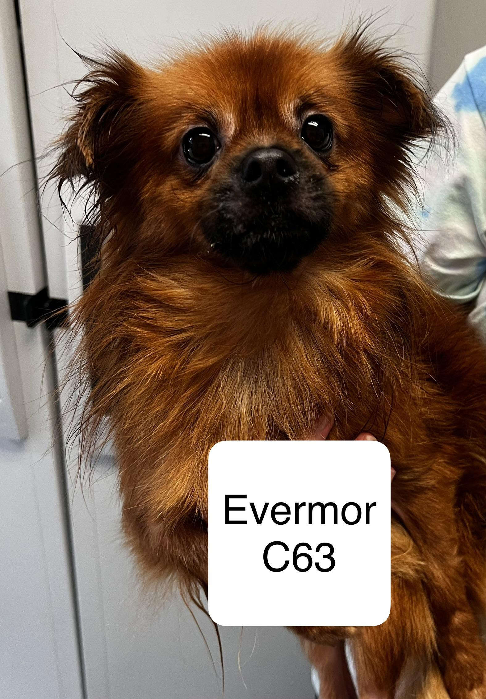 Evermor, ADOPTABLE, Adult Male Chihuahua & Pekingese.