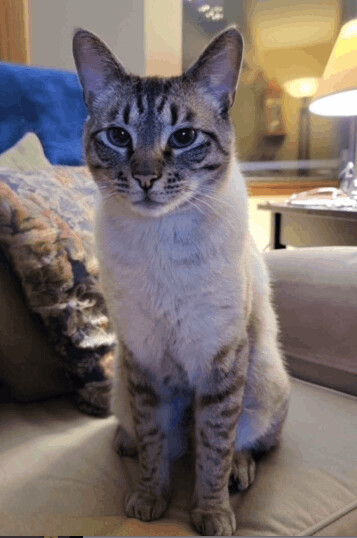 Loki, Adopted, Young Male Siamese.