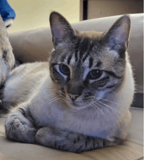 Loki, a Adopted mixed breed in Seattle, WA image 2/8