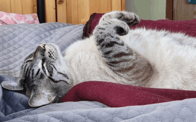 Loki, a Adopted mixed breed in Seattle, WA image 3/8