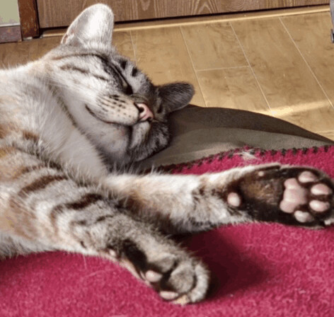 Loki, a Adopted mixed breed in Seattle, WA image 4/8