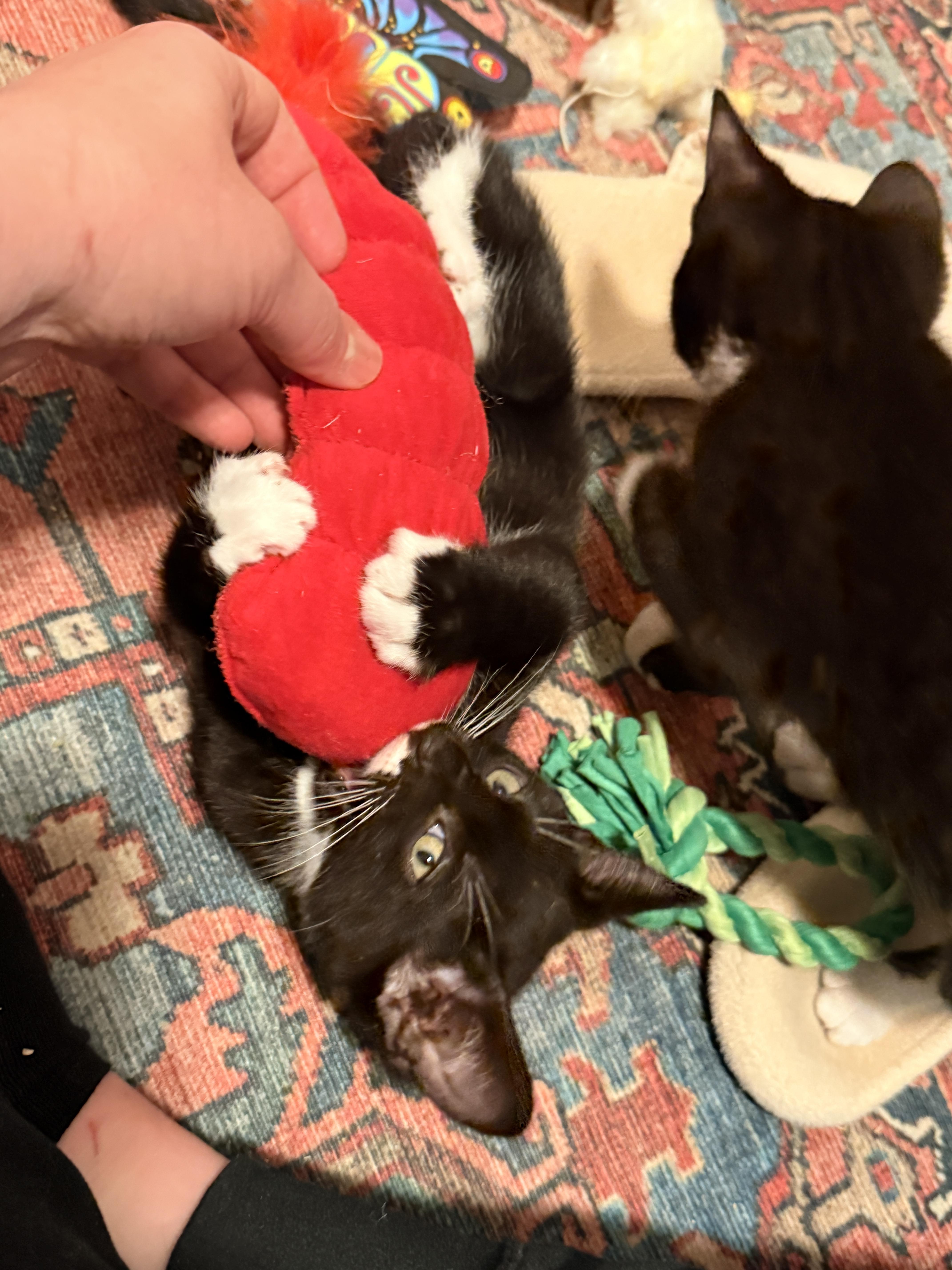 Aegon the Usurper, Adoptable, Kitten Male Domestic Short Hair.