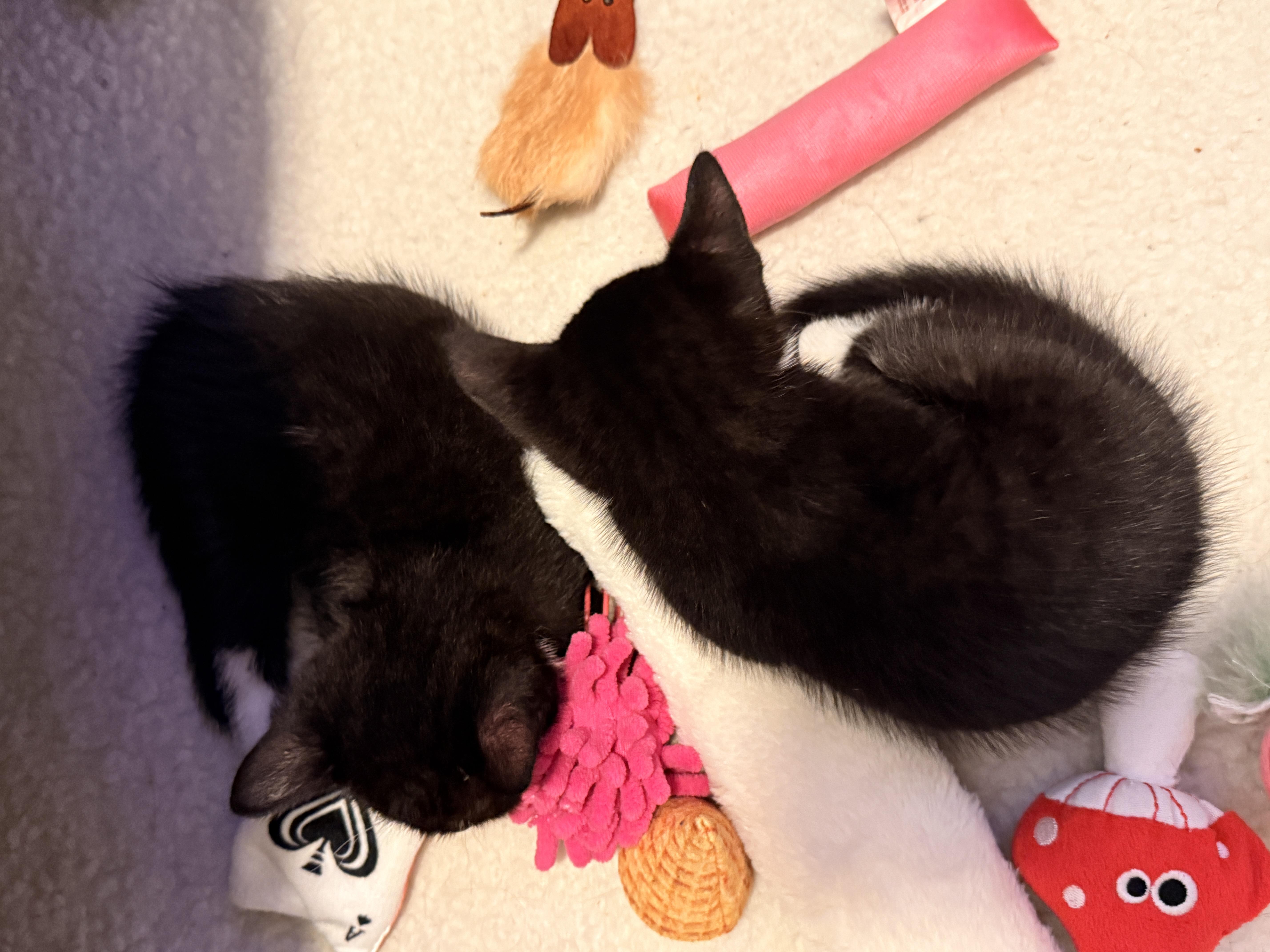 Enlarge Aegon the Usurper, a Adoptable Domestic Short Hair in Burlington, VT image 2/6