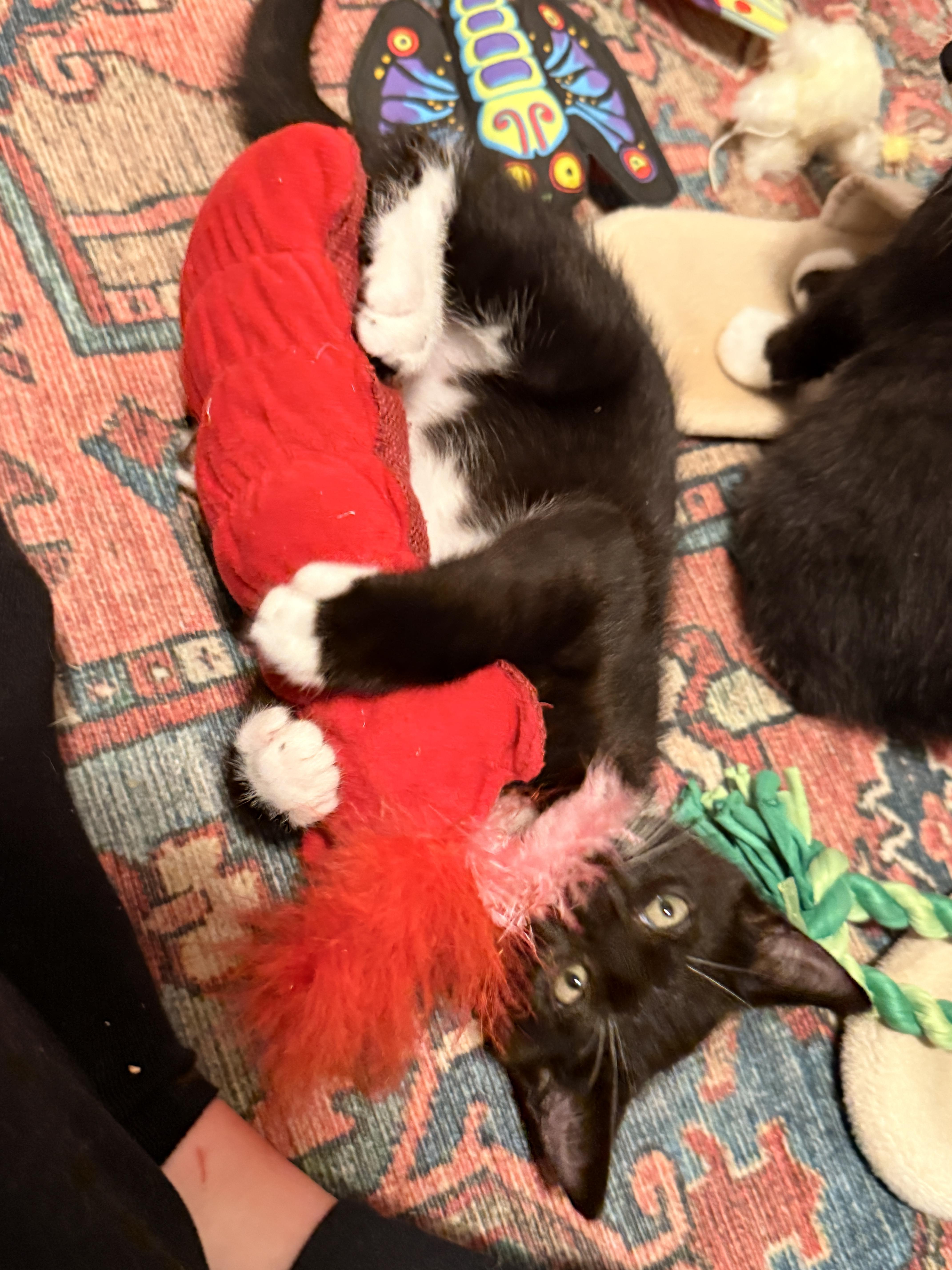 Enlarge Aegon the Usurper, a Adoptable Domestic Short Hair in Burlington, VT image 3/6