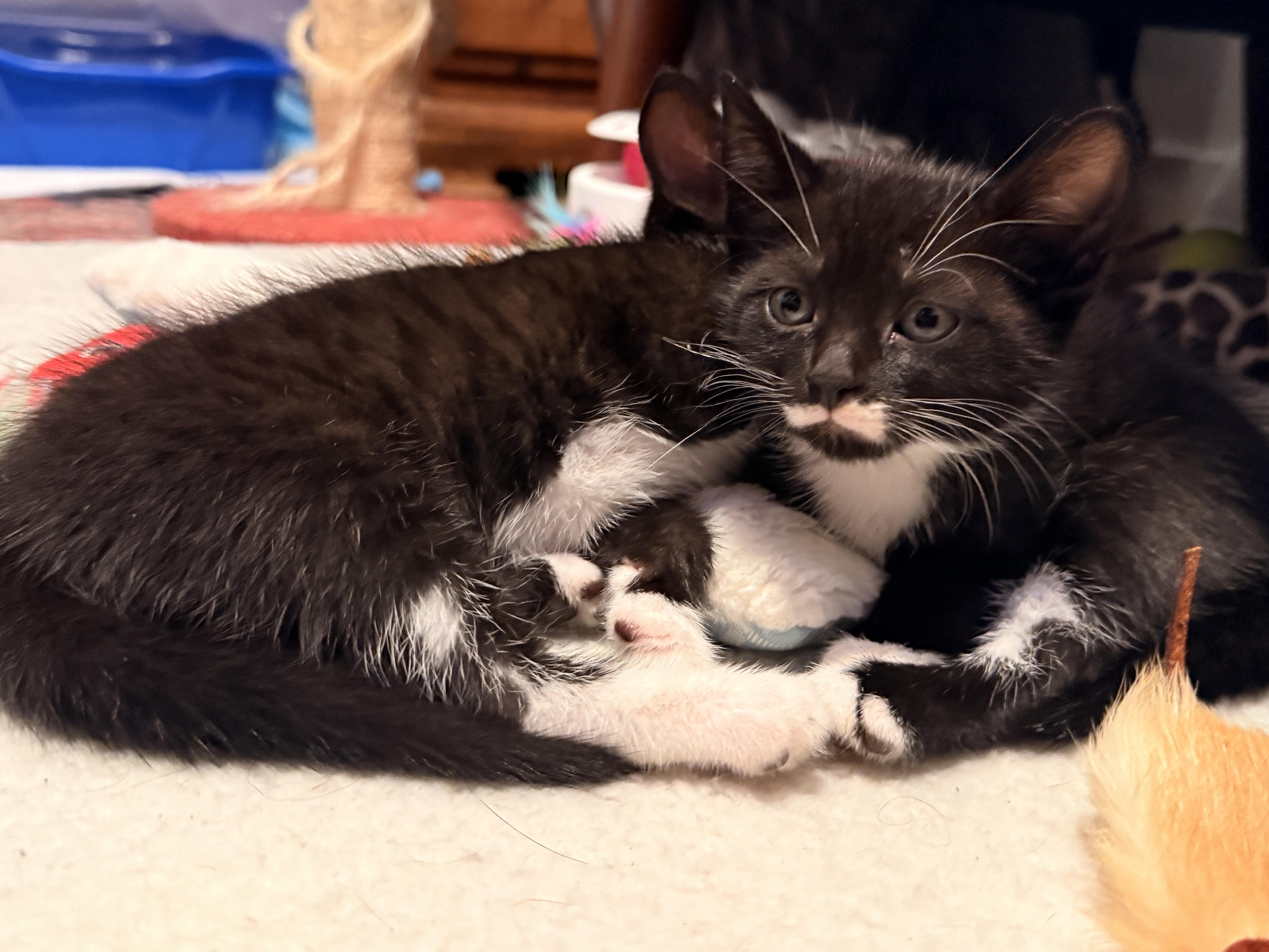 Enlarge Aegon the Usurper, a Adoptable Domestic Short Hair in Burlington, VT image 4/6