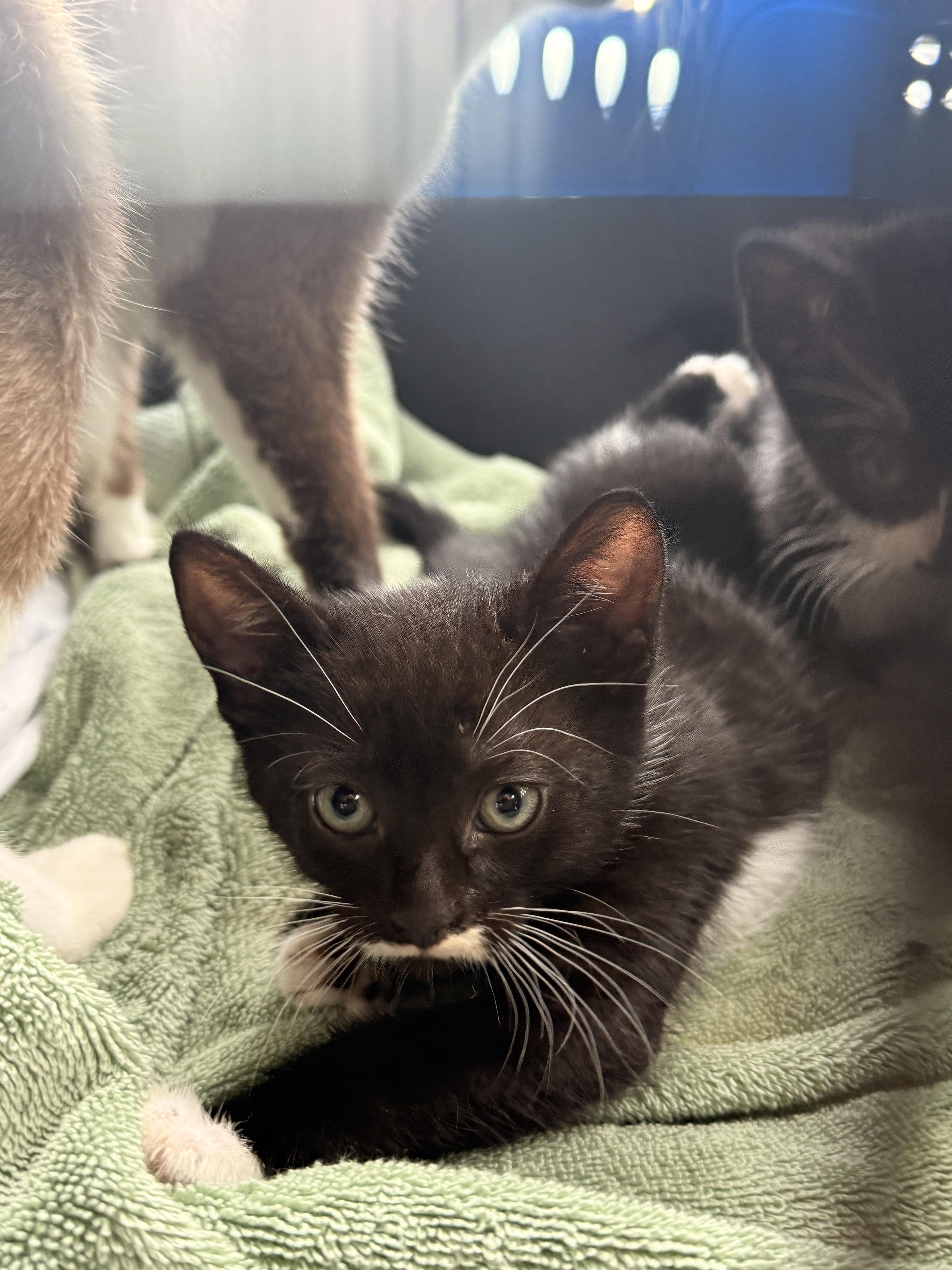 Enlarge Aegon the Usurper, a Adoptable Domestic Short Hair in Burlington, VT image 5/6
