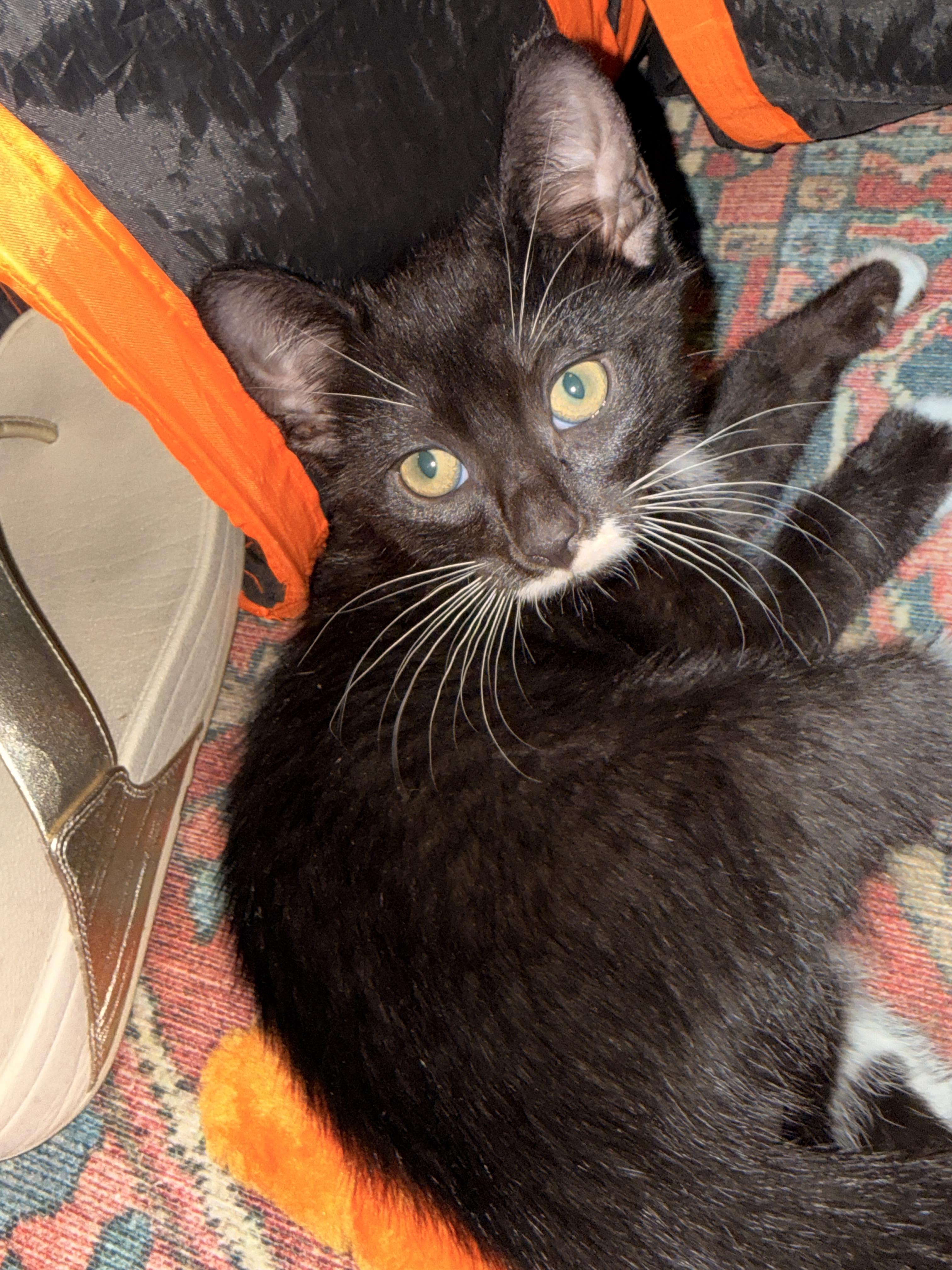 Enlarge Aegon the Usurper, a Adoptable Domestic Short Hair in Burlington, VT image 6/6