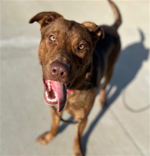 Robotnik, Adoptable, Adult Male Labrador Retriever.