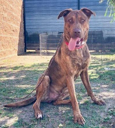 Enlarge Robotnik, a Adoptable Labrador Retriever in Oakland, CA image 2/3