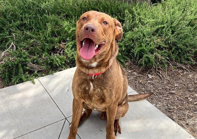 Enlarge Robotnik, a Adoptable Labrador Retriever in Oakland, CA image 3/3