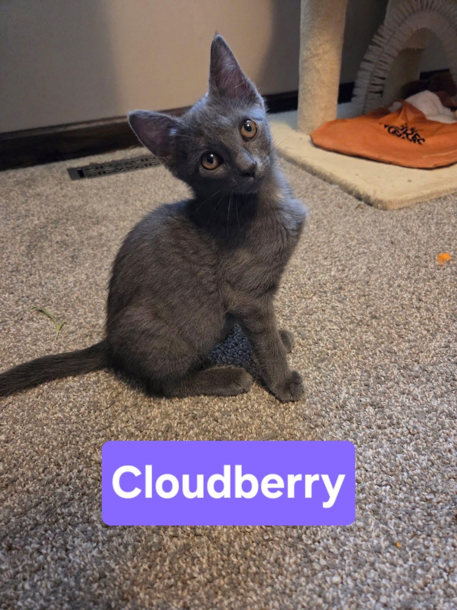 Cloudberry, an adopted Domestic Short Hair in Manhattan, KS image 4/6