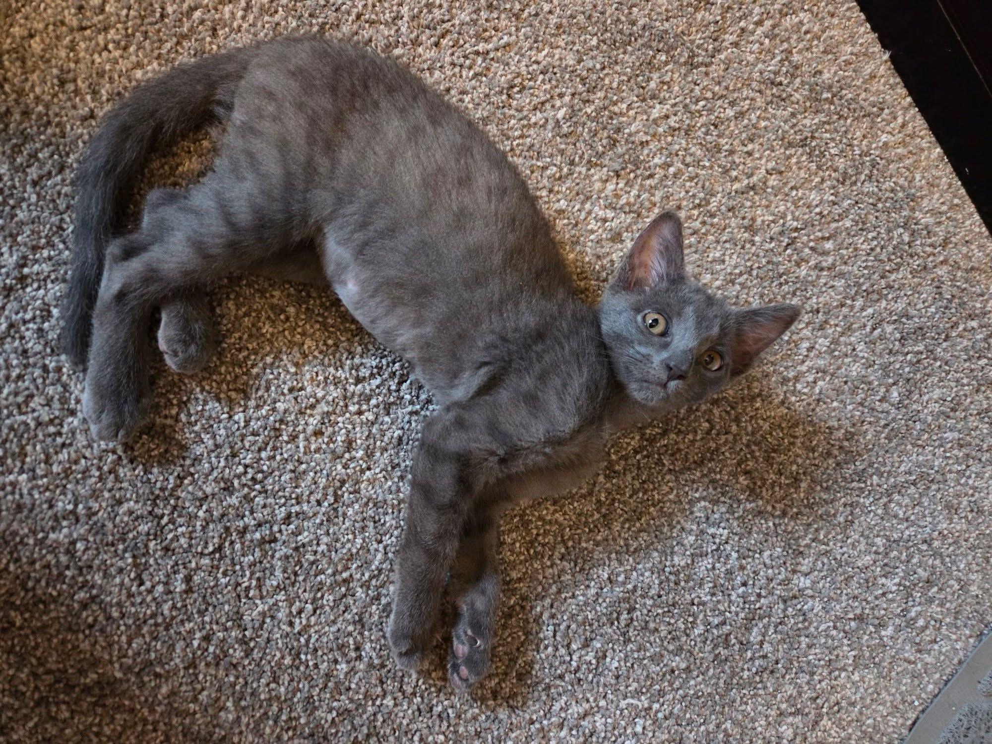 Cloudberry, an adopted Domestic Short Hair in Manhattan, KS image 2/6