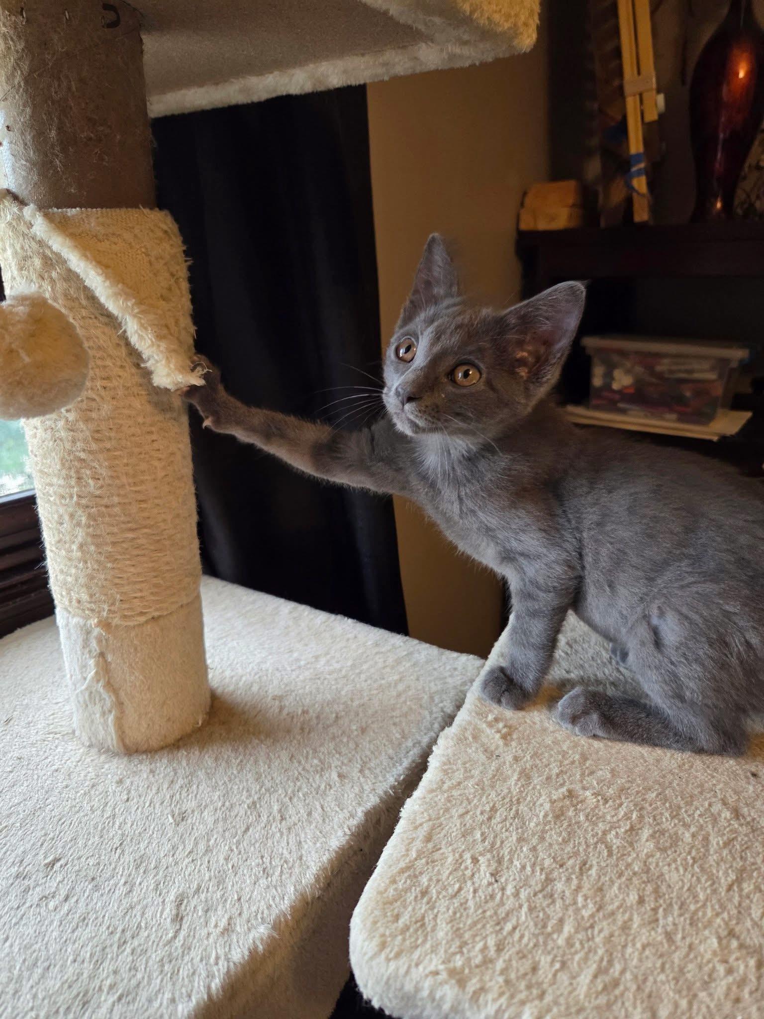Cloudberry, an adopted Domestic Short Hair in Manhattan, KS image 5/6